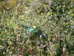 Barnardius zonarius barnardi