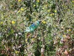 Barnardius zonarius barnardi