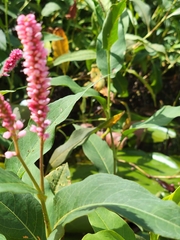 Persicaria orientalis