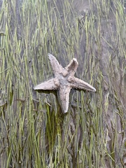 Astropecten duplicatus