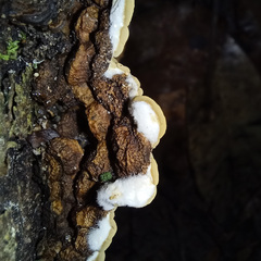 Auricularia mesenterica