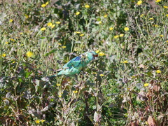 Barnardius zonarius barnardi