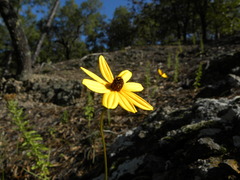Bidens angustissima