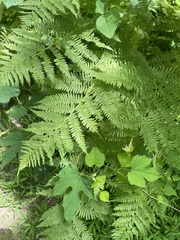 Athyrium