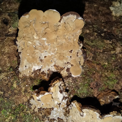 Auricularia mesenterica