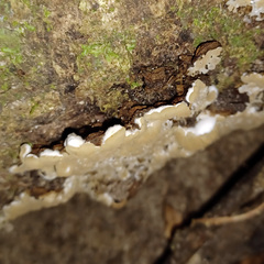 Auricularia mesenterica