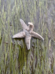 Astropecten duplicatus