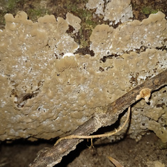 Auricularia mesenterica