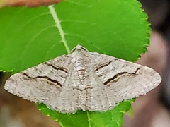 Digrammia continuata