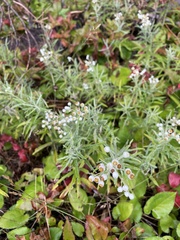 Anaphalis margaritacea