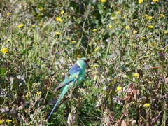 Barnardius zonarius barnardi