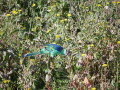 Barnardius zonarius barnardi