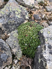 Diapensia lapponica