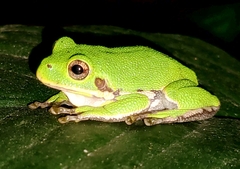 Hyla gratiosa