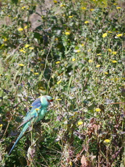 Barnardius zonarius barnardi