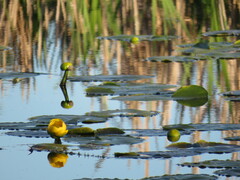 Nuphar polysepala