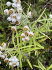 Anaphalis margaritacea