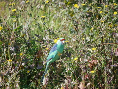 Barnardius zonarius barnardi