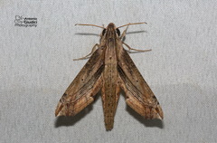 Eupanacra