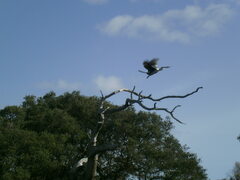 Anhinga novaehollandiae