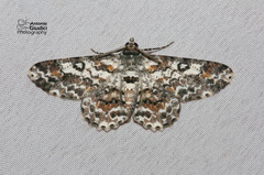 Cleora determinata