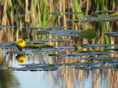 Nuphar polysepala