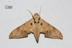 Ambulyx substrigilis