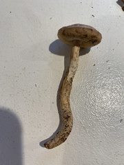 Leccinellum albellum