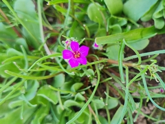 Calandrinia compressa