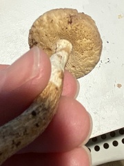 Leccinellum albellum