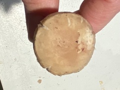 Leccinellum albellum