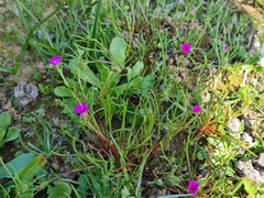 Calandrinia compressa