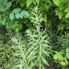 Plantae
