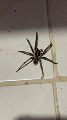 Lycosinae