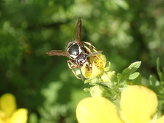 Dolichovespula arctica
