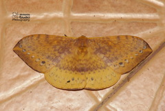 Eupterote multiarcuata