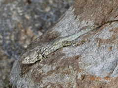 Sceloporus clarkii