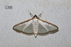 Cydalima pfeifferae