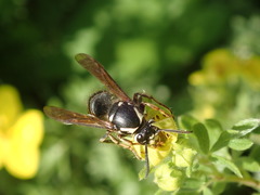 Dolichovespula arctica