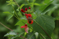 Xylocopa tabaniformis azteca