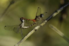 Sympetrum ambiguum