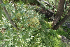 Prionosciadium thapsoides