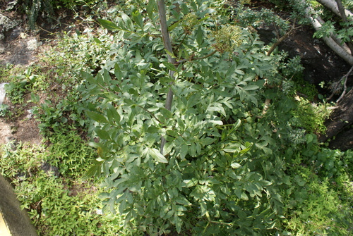 Prionosciadium thapsoides, photograph 5