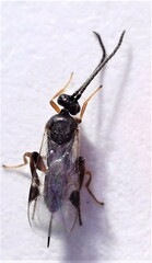 Microgastrinae