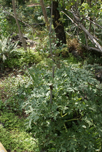 Prionosciadium thapsoides, photograph 6