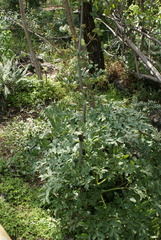 Prionosciadium thapsoides
