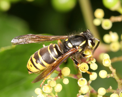Vespula vidua