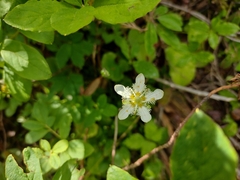 Parnassia fimbriata