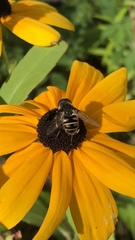 Eristalis dimidiata