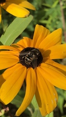 Eristalis dimidiata